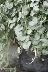 Dichondra argentea 'Proven Accents® Silver Falls™'