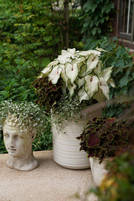 Dichondra argentea 'Proven Accents® Silver Falls™' combination