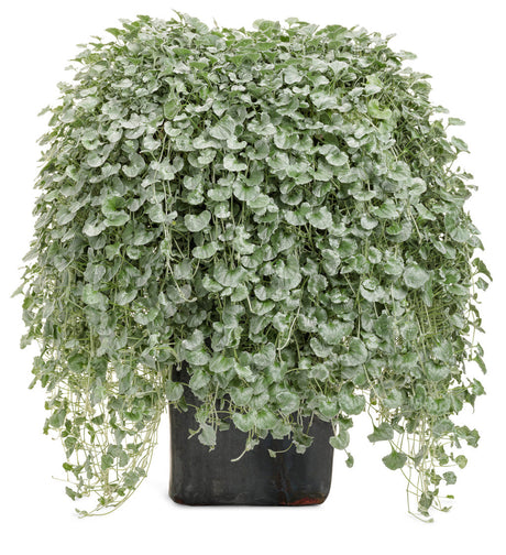 Dichondra argentea 'Proven Accents® Silver Falls™' in decorative pot