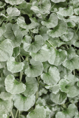 Dichondra argentea 'Proven Accents® Silver Falls™' close up