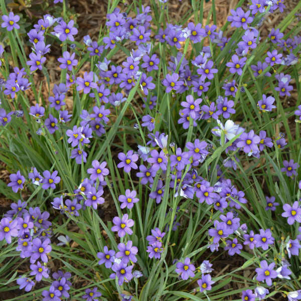 Sisyrinchium angustifolium 'Lucerne'