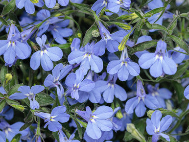 Lobelia erinus 'Laguna® Sky Blue' – Romence Gardens & Greenhouses