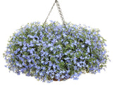 Lobelia erinus 'Laguna® Sky Blue' in hanging basket