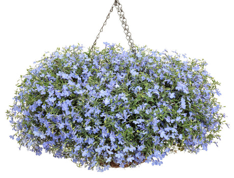 Lobelia erinus 'Laguna® Sky Blue' in hanging basket