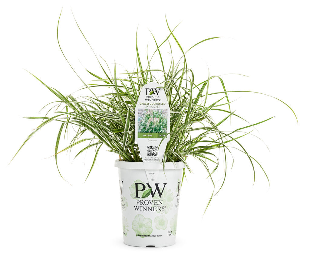 Pennisetum Graceful Grasses®  'Sky Rocket' in grower pot