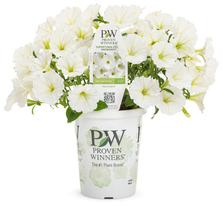Petunia hybrid 'Supertunia Vista® Snowdrift™' in grower pot