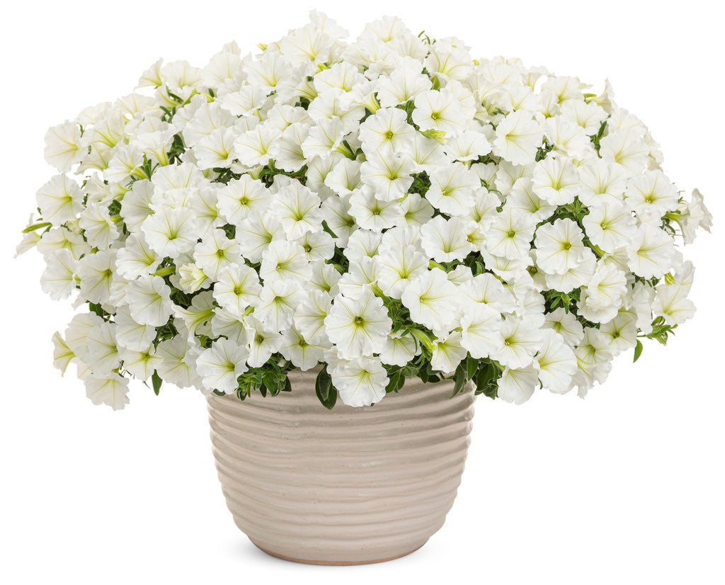Petunia hybrid 'Supertunia Vista® Snowdrift™' in decorative pot