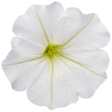 Petunia hybrid 'Supertunia Vista® Snowdrift™' flower