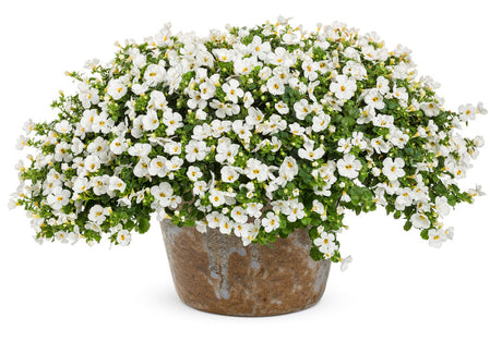 Sutera hybrid 'Snowstorm® Snow Globe®' in decorative pot