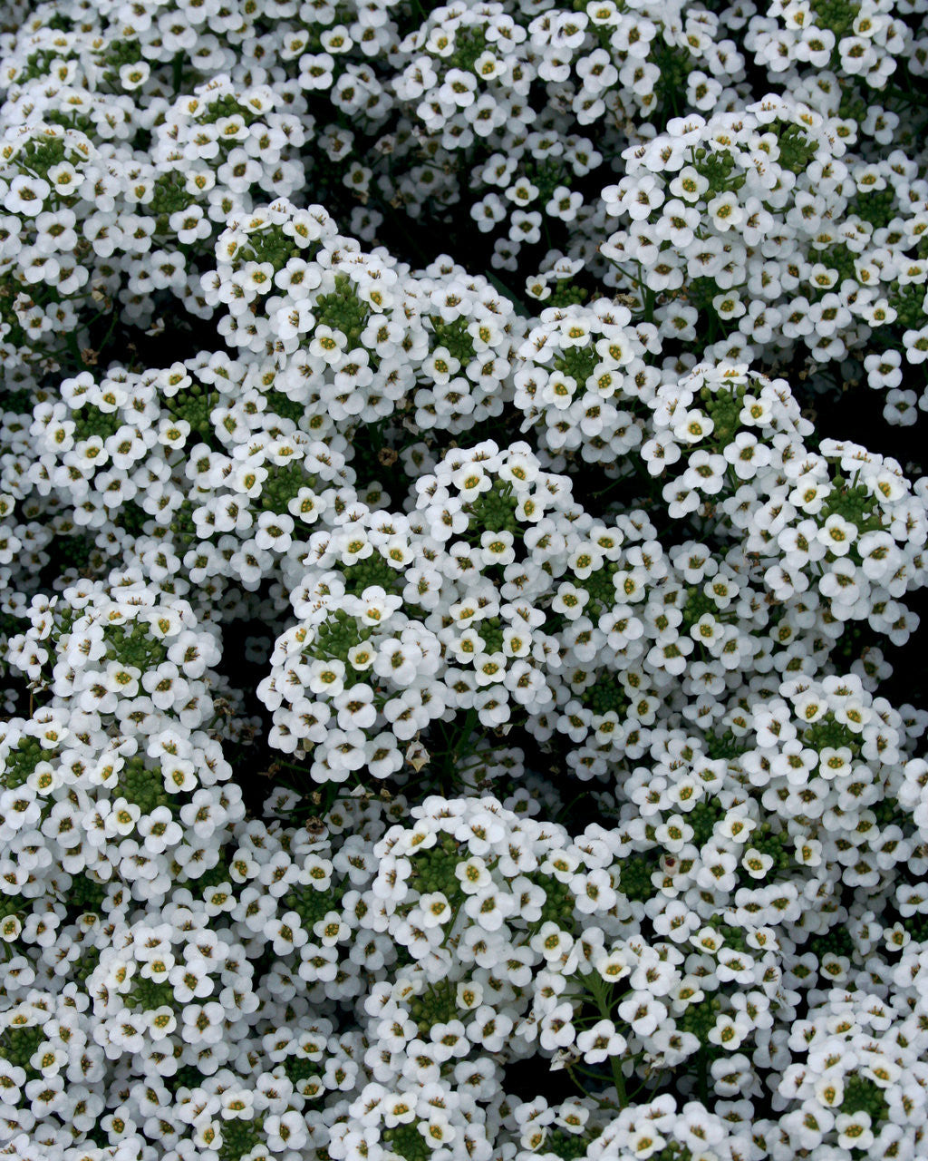 Lobularia hybrid 'Snow Princess®'