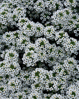 Lobularia hybrid 'Snow Princess®'