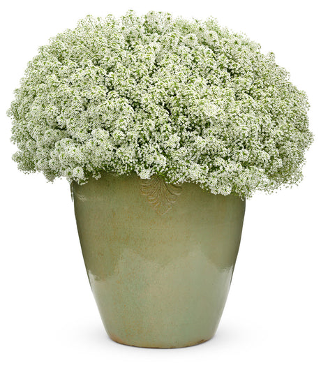 Lobularia hybrid 'Snow Princess®' in decorative pot