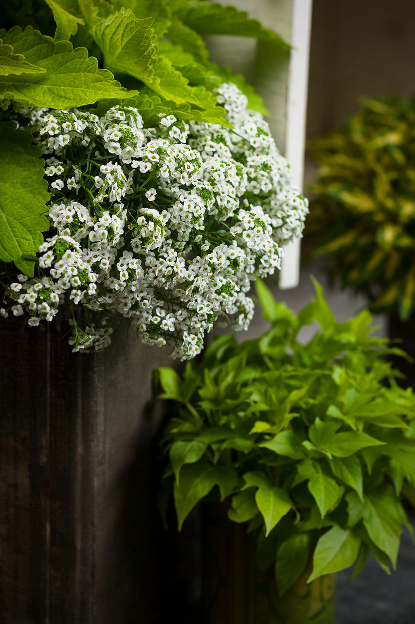 Lobularia hybrid 'Snow Princess®'