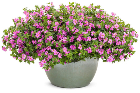 Sutera cordata 'Snowstorm® Rose' in decorative pot