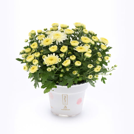 Chrysanthemum 'Soul Sister White'