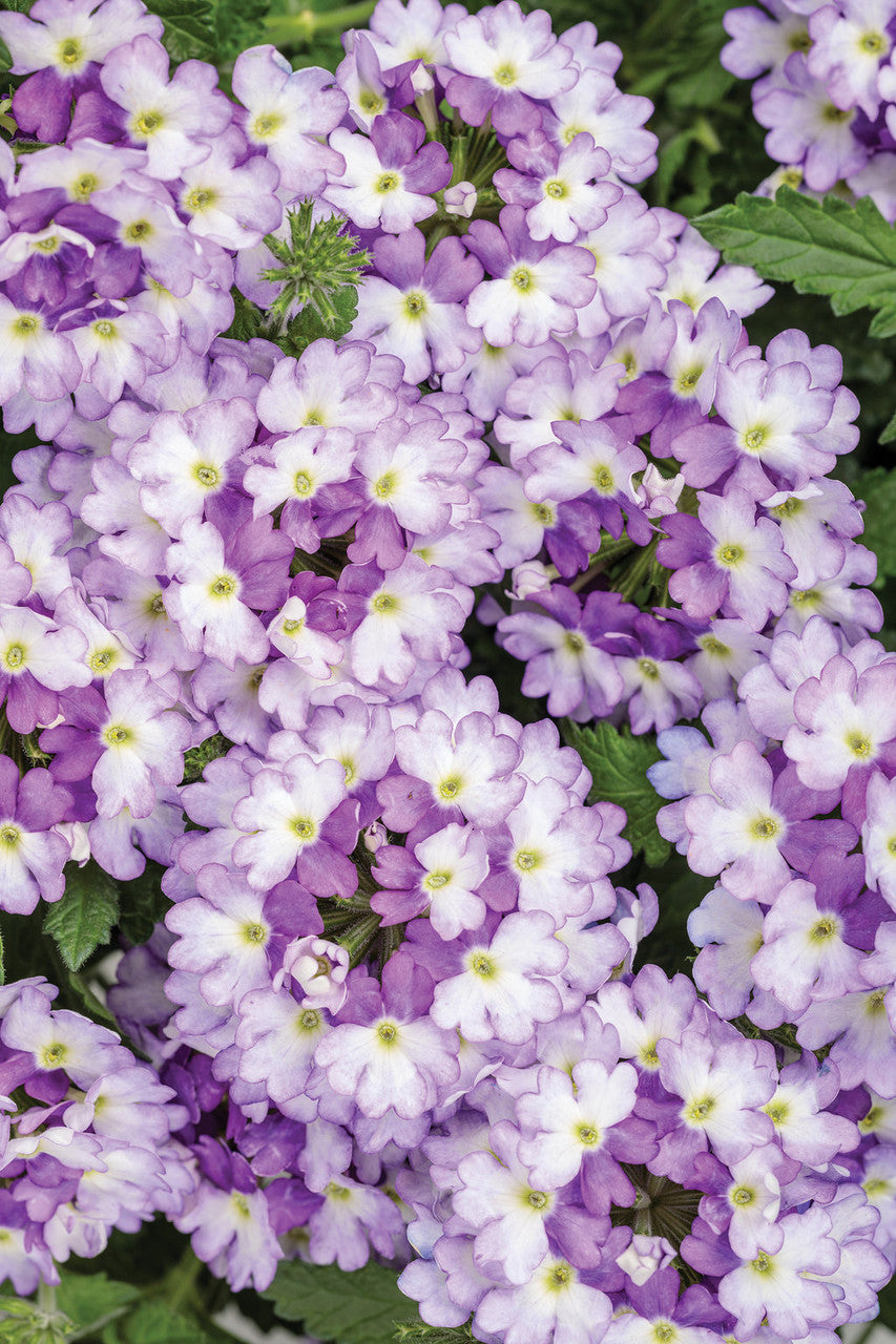 Verbena hybrid 'Superbena Sparkling® Amethyst'