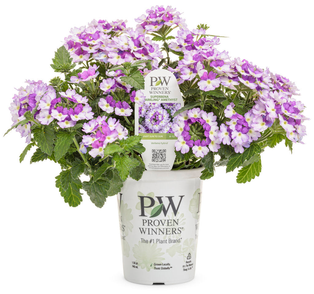 Verbena hybrid 'Superbena Sparkling® Amethyst' in grower pot