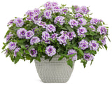 Verbena hybrid 'Superbena Sparkling® Amethyst' in decorative pot