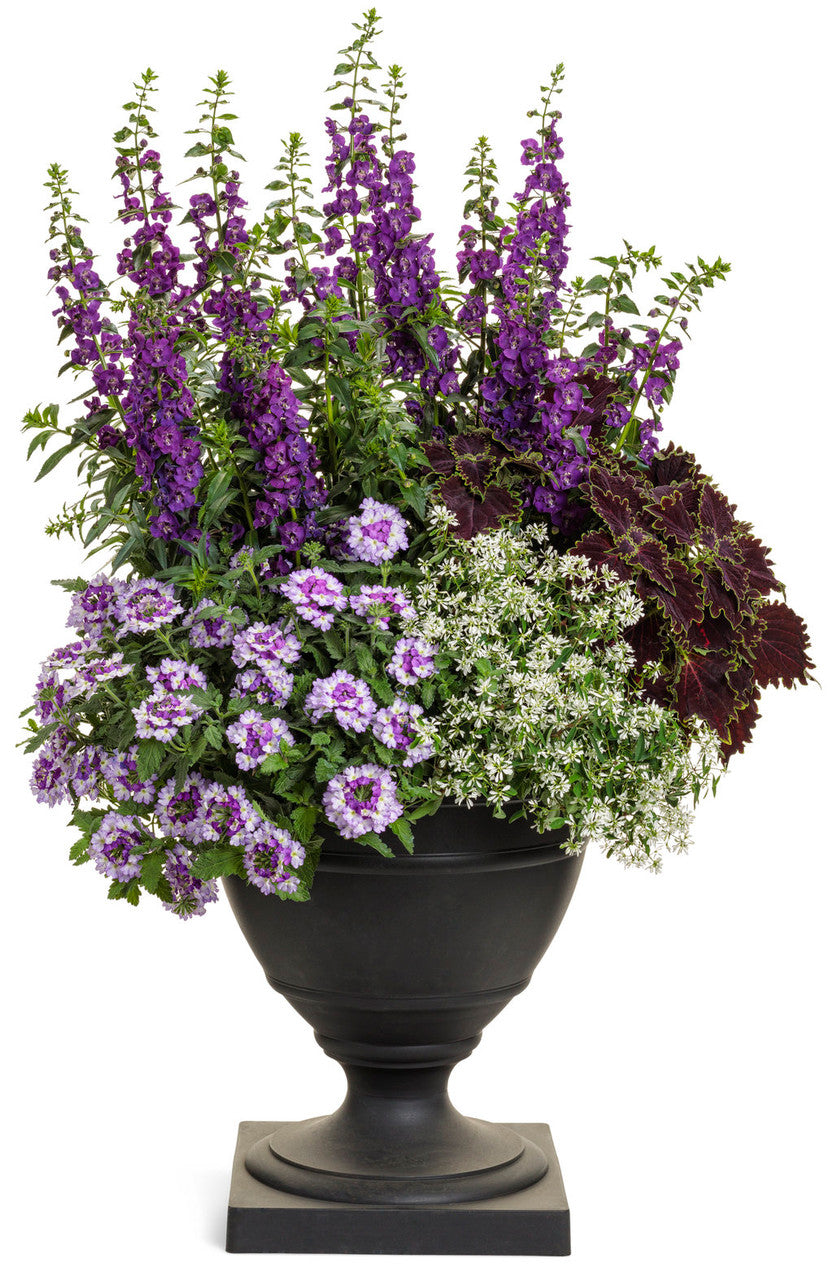Verbena hybrid 'Superbena Sparkling® Amethyst' – Romence Gardens