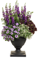 Verbena hybrid 'Superbena Sparkling® Amethyst' combination