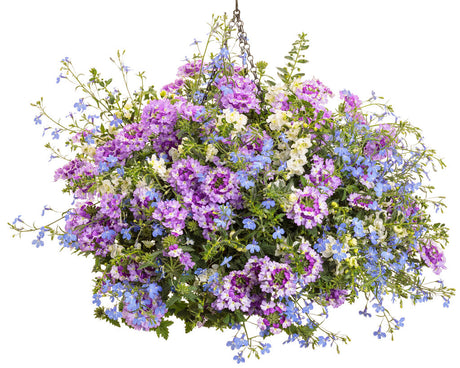 Verbena hybrid 'Superbena Sparkling® Amethyst' combination