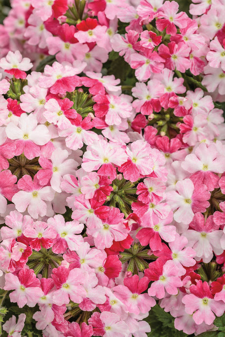 Verbena hybrid 'Superbena Sparkling® Rosé'