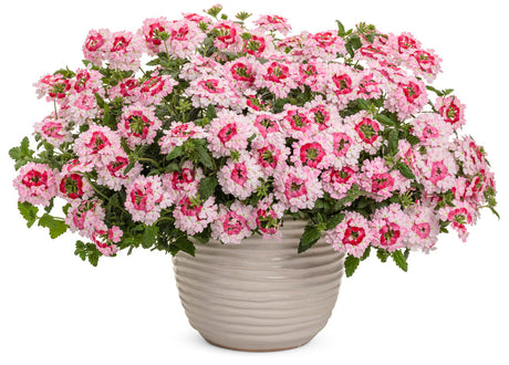 Verbena hybrid 'Superbena Sparkling® Rosé' in decorative pot