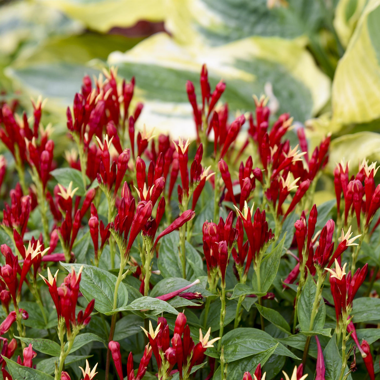 Spigelia 'Apple Slices'