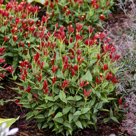 Spigelia 'Apple Slices'