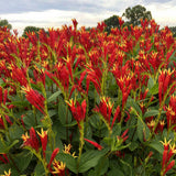 Spigelia marilandica 'Little Redhead'