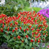 Spigelia marilandica 'Little Redhead'