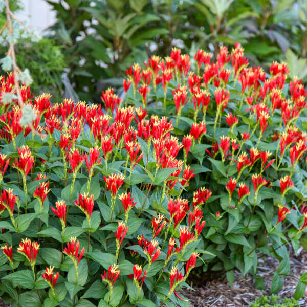 Spigelia marilandica 'Little Redhead'