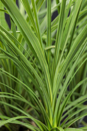 dracaena plant common name Dracaena Indivisa Proven Accents Spikes