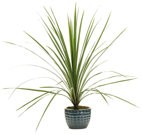 Dracaena indivisa 'Proven Accents® Spikes'