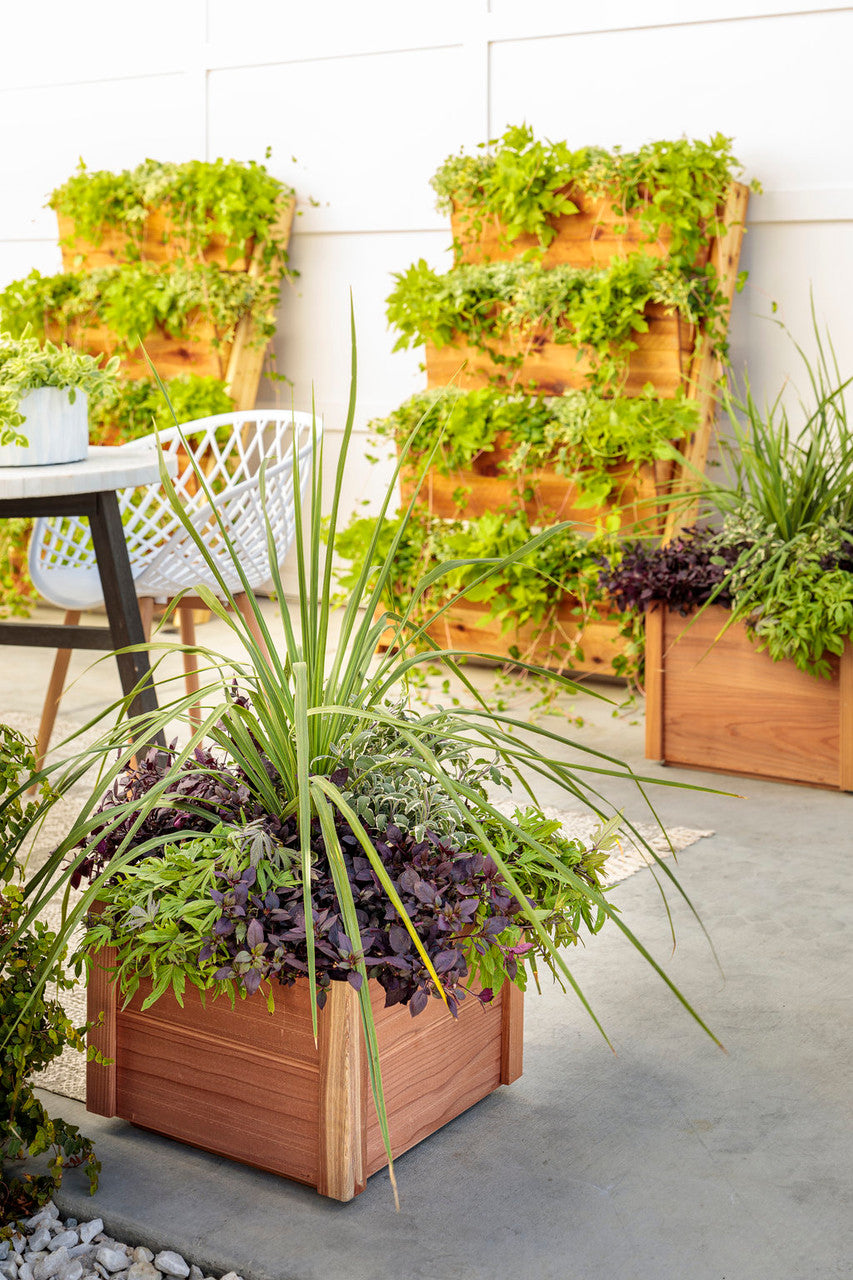 Dracaena indivisa 'Proven Accents® Spikes' – Romence Gardens