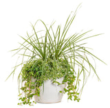 dracaena green spike Dracaena Indivisa Proven Accents Spikes