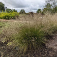 Sporobolus heterolepis 'Gone with the Wind'