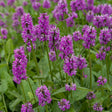 Stachys monieri 'Hummelo'