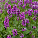 Stachys monieri 'Hummelo'