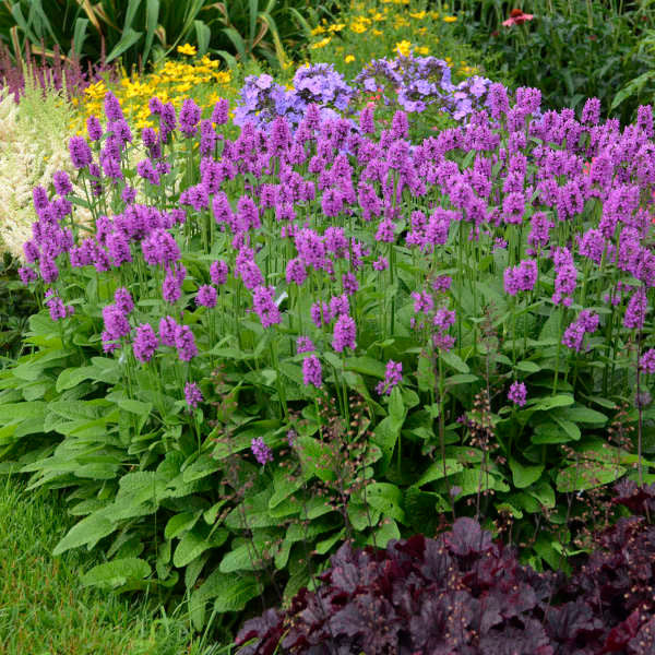 Stachys monieri 'Hummelo'