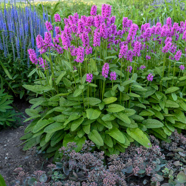 Stachys monieri 'Hummelo'