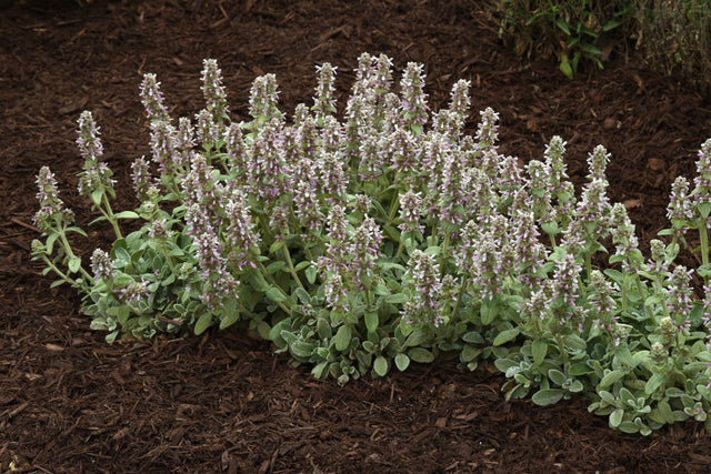 Stachys byzantina 'Little Lamb'