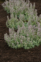 Stachys byzantina 'Little Lamb'