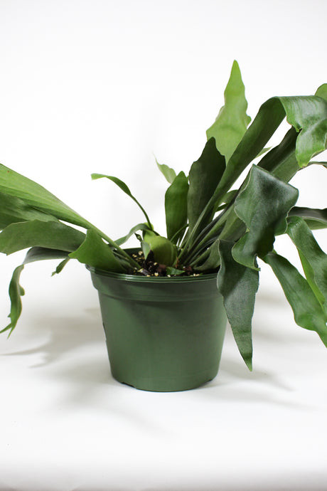 Staghorn Fern