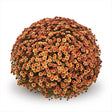 Chrysanthemum 'Belgian Mums© Staviski Orange'