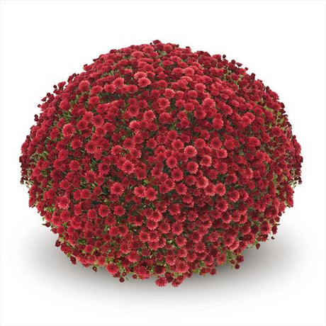 Chrysanthemum 'Belgian Mums© Staviski Red'