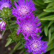 Stokesia laevis 'Honeysong Purple'