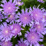 Stokesia Laevis Totally Stoked™ 'Riptide'