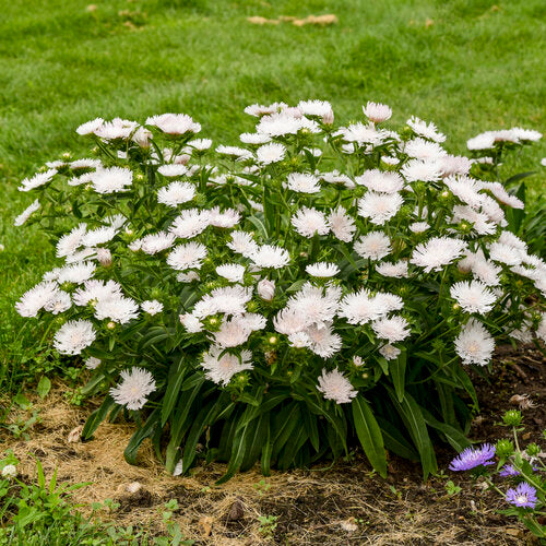 A picture of a white flower with a blush pink tinge above green foliage in a field of grass.