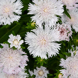 A close-up picture of white flowers with a blush pink tinge above green foliage